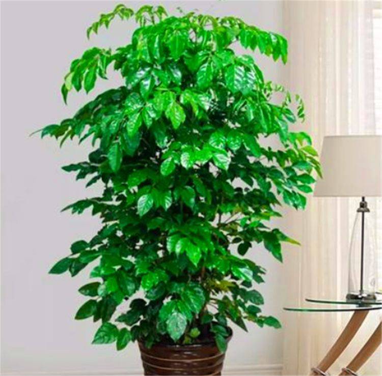 睡莲叶子腐烂：原因与解决方法